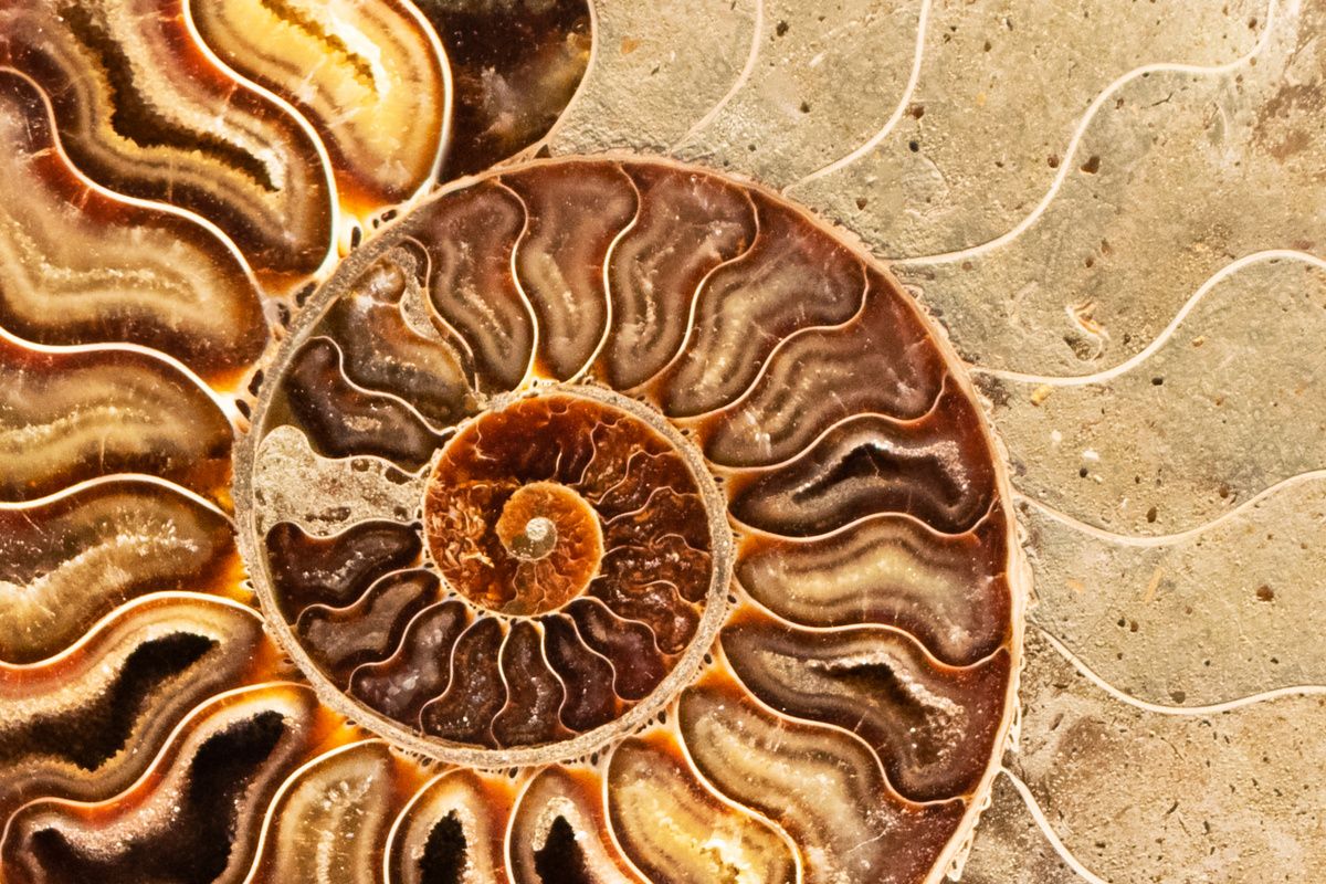 The spiral of an ammonite fossil
