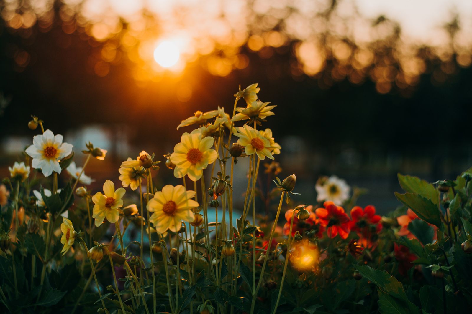 Wildflowers at sunset