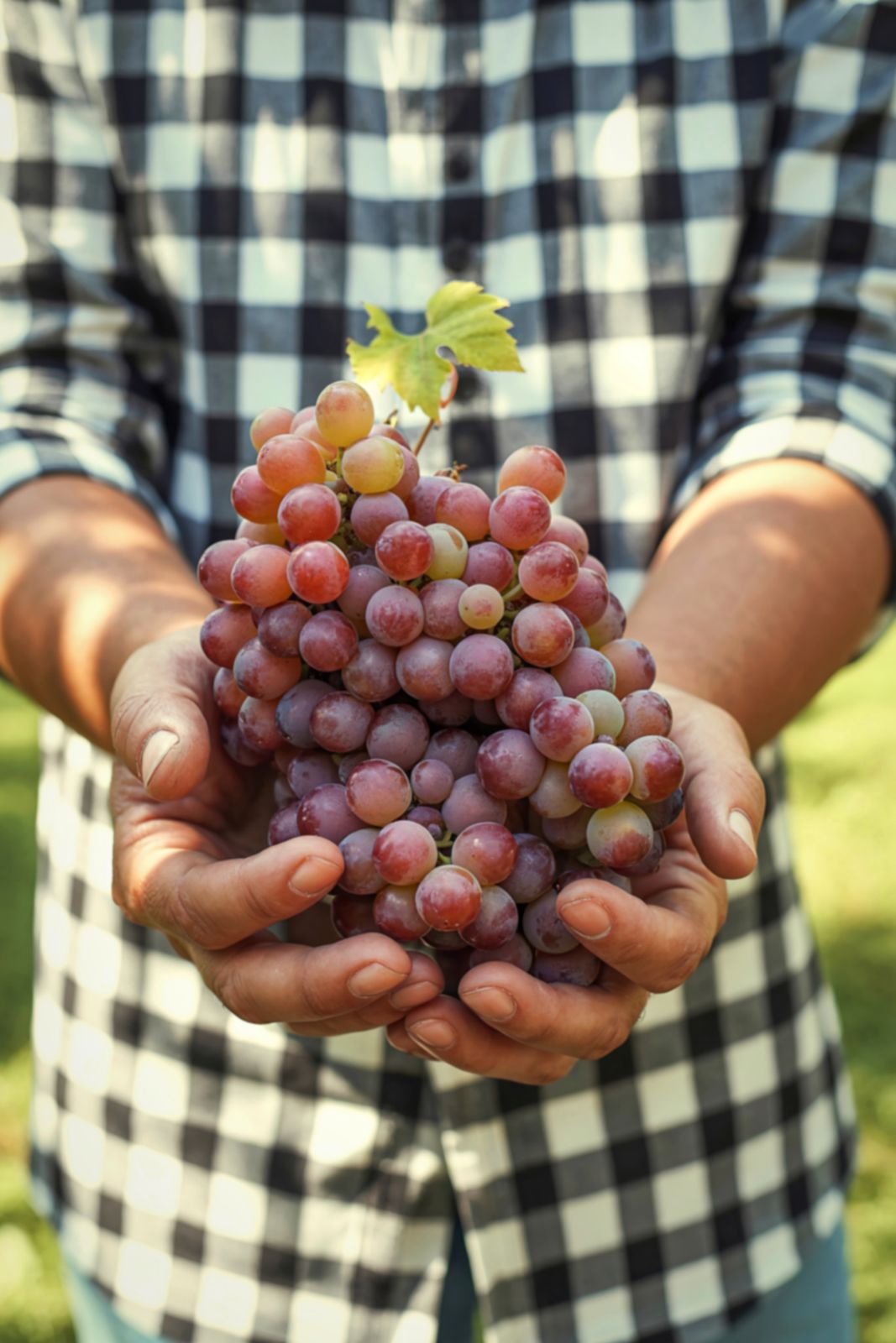 Hands holding a bunch of red grapes