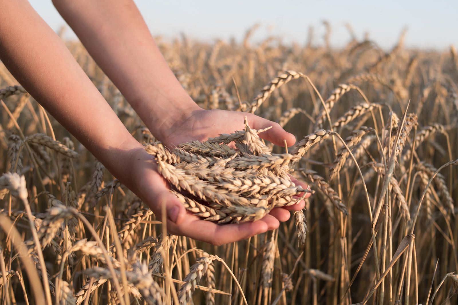 Hands holding ripe wheat in a field